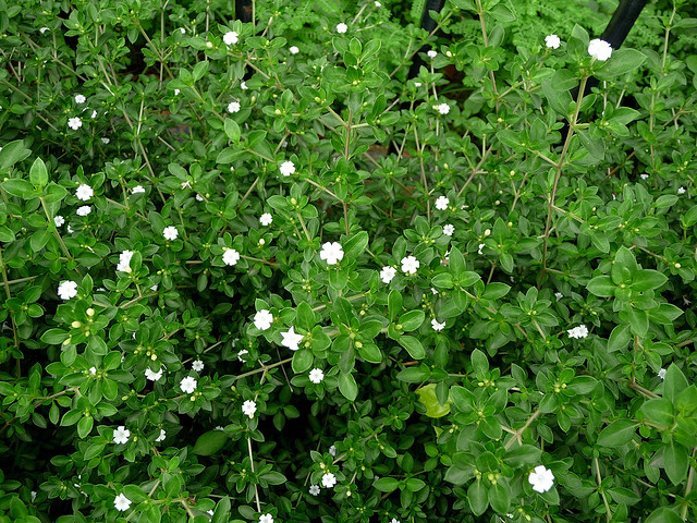 شمشاد اهوازی